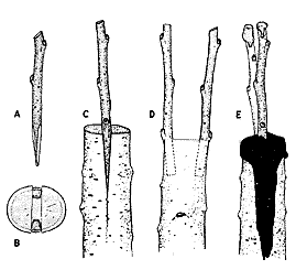 Peywent-2