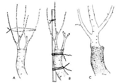Peywent-3