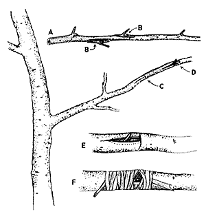 Peywent-7