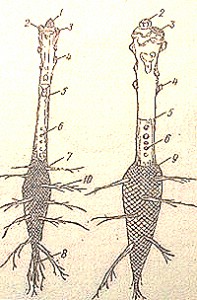 Walnut-2-1-197x300