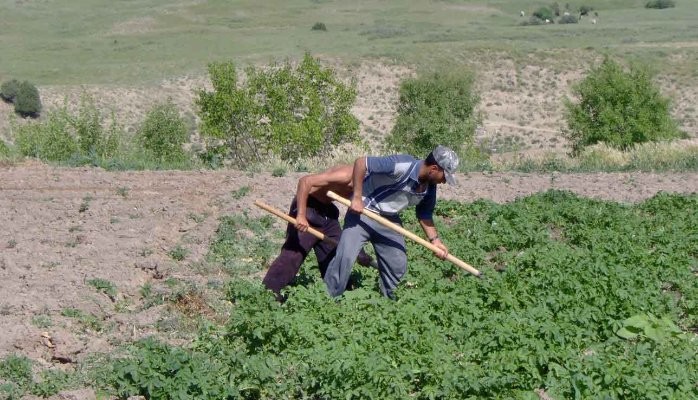 Таулга